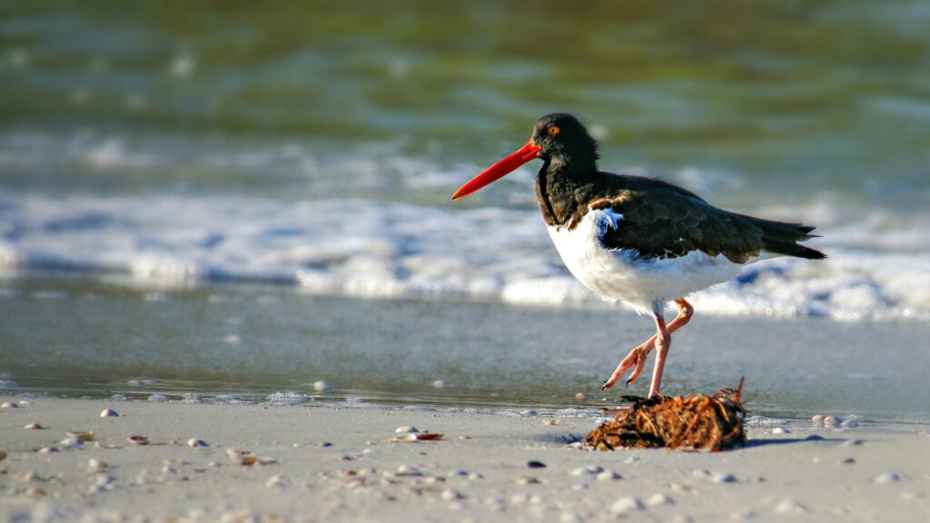Eastern Oyster Catcher walking on the beach