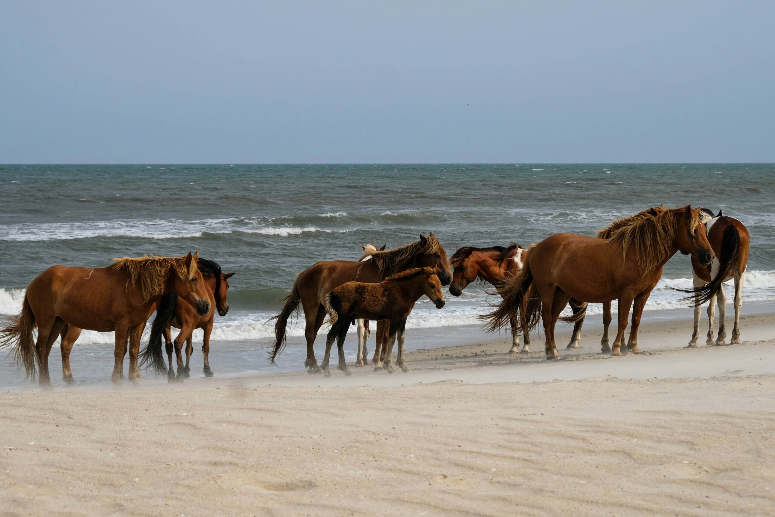 Wild horses on the beach at Assateague Island National Seashore Maryland