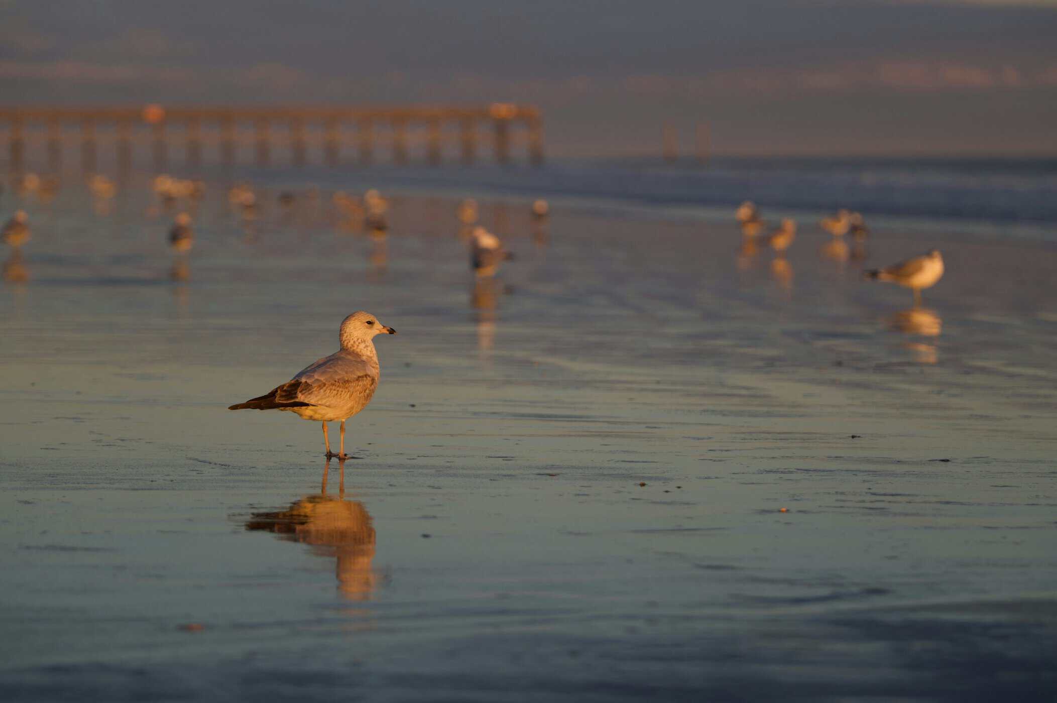 Birds on the beach Outer Banks NC