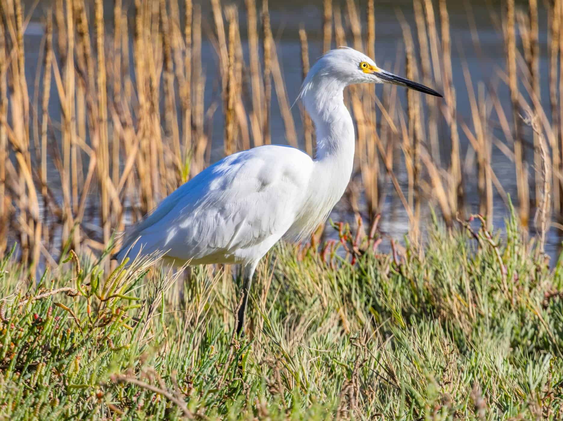 Shorebirds wading at Pea Island National Wildlife Refuge on the Outer Banks